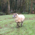 Hey, what ewe looking at!